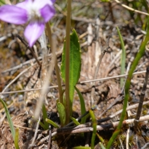 Viola betonicifolia at Paddys River, ACT - 28 Nov 2022