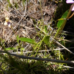 Viola betonicifolia at Paddys River, ACT - 28 Nov 2022