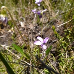 Viola betonicifolia at Paddys River, ACT - 28 Nov 2022