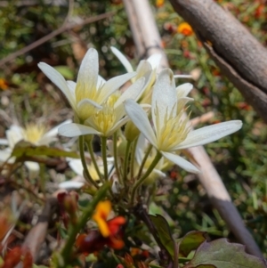 Clematis aristata at Cotter River, ACT - 28 Nov 2022