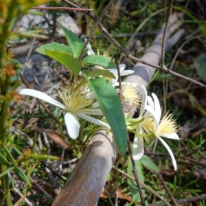 Clematis aristata at Cotter River, ACT - 28 Nov 2022