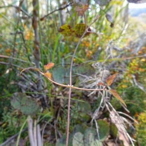 Clematis aristata at Cotter River, ACT - 28 Nov 2022