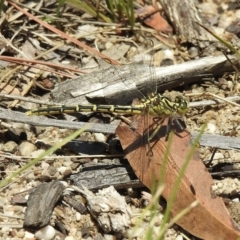 Austrogomphus guerini (Yellow-striped Hunter) at Penrose - 9 Jan 2023 by GlossyGal