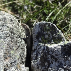 Liopholis whitii (White's Skink) at Jindabyne, NSW - 5 Feb 2023 by HelenCross