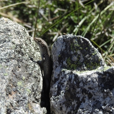 Liopholis whitii (White's Skink) at Jindabyne, NSW - 5 Feb 2023 by HelenCross