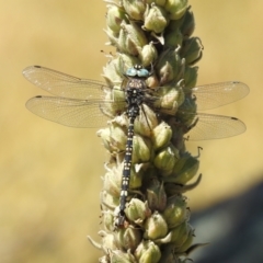 Unidentified Dragonfly & Damselfly (Odonata) (TBC) at suppressed - 5 Feb 2023 by HelenCross