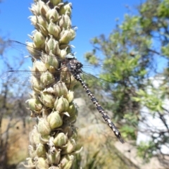 Austroaeschna parvistigma at Jindabyne, NSW - 5 Feb 2023