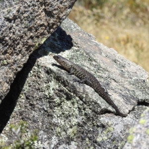 Egernia cunninghami at Jindabyne, NSW - 5 Feb 2023