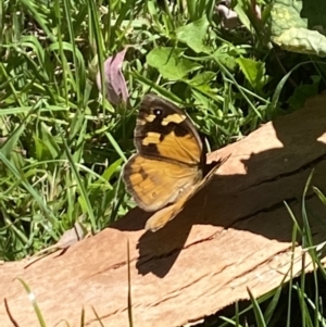 Heteronympha merope at Aranda, ACT - 5 Feb 2023 02:13 PM