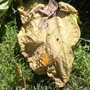 Heteronympha merope at Aranda, ACT - 5 Feb 2023 02:13 PM