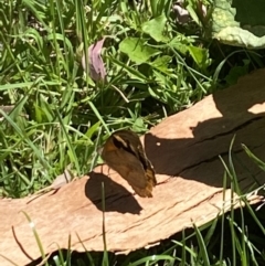 Heteronympha merope at Aranda, ACT - 5 Feb 2023