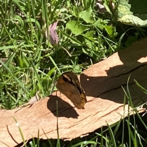 Heteronympha merope at Aranda, ACT - 5 Feb 2023 02:13 PM