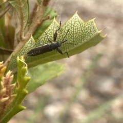 Rhinotia sp. (genus) (Unidentified Rhinotia weevil) at Aranda, ACT - 8 Feb 2023 by Jubeyjubes