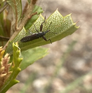 Rhinotia sp. (genus) at Aranda, ACT - 8 Feb 2023 12:33 PM