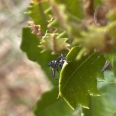 Rhinotia sp. (genus) at Aranda, ACT - 8 Feb 2023