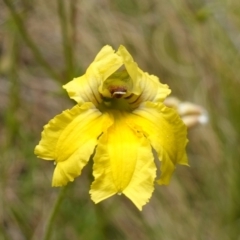 Goodenia paradoxa (Spur Goodenia) - 9 Dec 2022 by RobG1