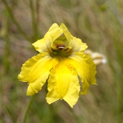 Velleia paradoxa (Spur Velleia) at Namadgi National Park - 9 Dec 2022 by RobG1