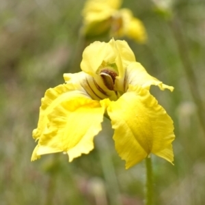 Goodenia paradoxa at Undefined Area - 9 Dec 2022