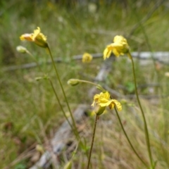 Goodenia paradoxa at Undefined Area - 9 Dec 2022