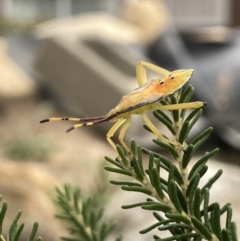 Amorbus sp. (genus) (Eucalyptus Tip bug) at Aranda, ACT - 8 Feb 2023 by Jubeyjubes