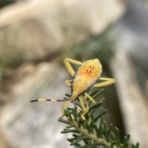 Amorbus sp. (genus) at Aranda, ACT - 8 Feb 2023