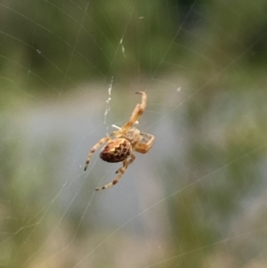 Salsa fuliginata at Aranda, ACT - 8 Feb 2023 12:38 PM