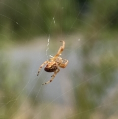 Unidentified Other web-building spider (TBC) at Aranda, ACT - 8 Feb 2023 by Jubeyjubes