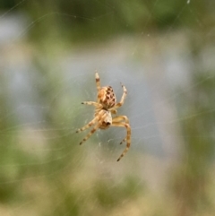 Salsa fuliginata at Aranda, ACT - 8 Feb 2023 12:38 PM