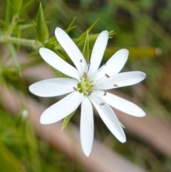 Stellaria pungens (Prickly Starwort) at Namadgi National Park - 9 Dec 2022 by RobG1