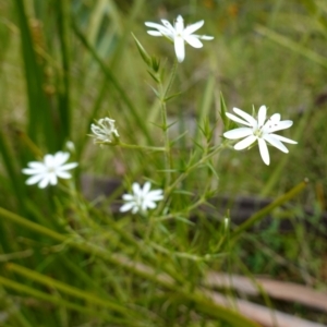 Stellaria pungens at Tennent, ACT - 9 Dec 2022