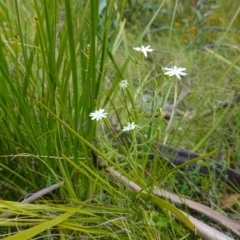 Stellaria pungens at Tennent, ACT - 9 Dec 2022