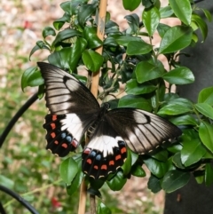 Papilio aegeus (Orchard Swallowtail, Large Citrus Butterfly) at Macgregor, ACT - 8 Feb 2023 by Roger