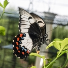 Papilio aegeus at Macgregor, ACT - 8 Feb 2023