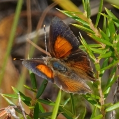 Paralucia pyrodiscus (Fiery Copper) at Bungonia National Park - 15 Dec 2022 by RobG1