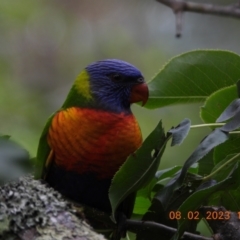 Trichoglossus moluccanus (Rainbow Lorikeet) at Wollondilly Local Government Area - 8 Feb 2023 by bufferzone