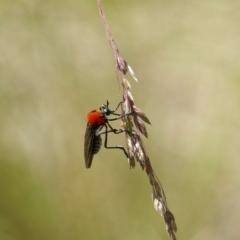 Cabasa pulchella (Robber fly) at Namadgi National Park - 1 Feb 2023 by DPRees125