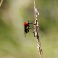 Cabasa pulchella at Cotter River, ACT - 1 Feb 2023