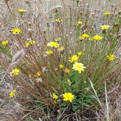 Hypochaeris radicata (Cat's Ear, Flatweed) at Throsby, ACT - 8 Feb 2023 by HappyWanderer