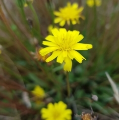 Hypochaeris radicata at Throsby, ACT - 8 Feb 2023 11:32 AM