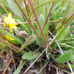 Hypochaeris radicata at Throsby, ACT - 8 Feb 2023 11:32 AM