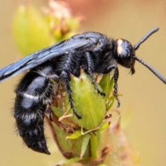 Scolia (Discolia) verticalis (Yellow-headed hairy flower wasp) at Tidbinbilla Nature Reserve - 8 Feb 2023 by SWishart