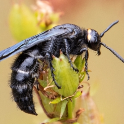 Scolia (Discolia) verticalis (Yellow-headed hairy flower wasp) at Paddys River, ACT - 8 Feb 2023 by SWishart