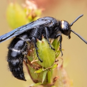 Scolia (Discolia) verticalis at Paddys River, ACT - 8 Feb 2023