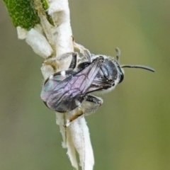 Lasioglossum (Chilalictus) sp. (genus & subgenus) (Halictid bee) at Bungonia State Conservation Area - 15 Dec 2022 by RobG1