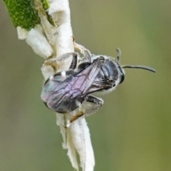 Lasioglossum (Chilalictus) sp. (genus & subgenus) (Halictid bee) at Bungonia, NSW - 15 Dec 2022 by RobG1