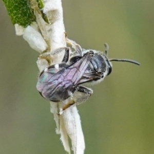 Lasioglossum (Chilalictus) sp. (genus & subgenus) at Bungonia, NSW - 15 Dec 2022 02:23 PM