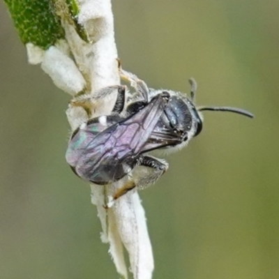 Lasioglossum (Chilalictus) sp. (genus & subgenus) (Halictid bee) at Bungonia, NSW - 15 Dec 2022 by RobG1