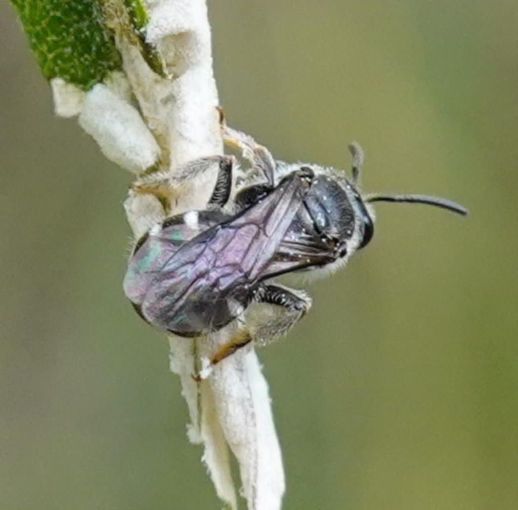 Lasioglossum (Chilalictus) sp. (genus & subgenus) at Bungonia, NSW - 15 Dec 2022