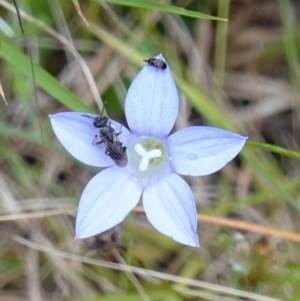 Lasioglossum (Chilalictus) sp. (genus & subgenus) at Bungonia, NSW - 15 Dec 2022 02:23 PM