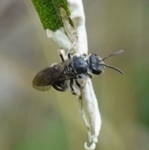 Lasioglossum (Chilalictus) sp. (genus & subgenus) at Bungonia, NSW - 15 Dec 2022 02:23 PM